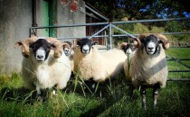 Gavinburn Sheep